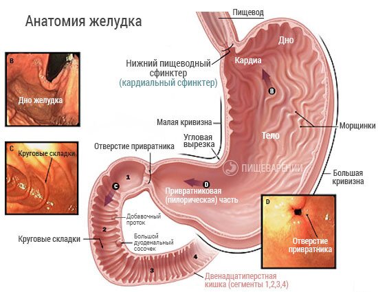 детальная анатомия желудка и двенадцатиперстной кишки