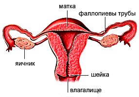 Женские органы